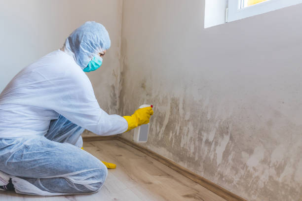 Licensed Basement Mold Removal service in Christmas, FL - WQB Mold Removal