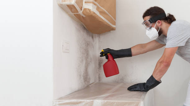 Professional Basement Mold Removal technician working in Christmas, FL