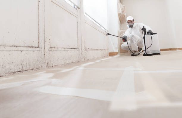 24/7 Emergency Basement Mold Removal experts in Christmas, FL