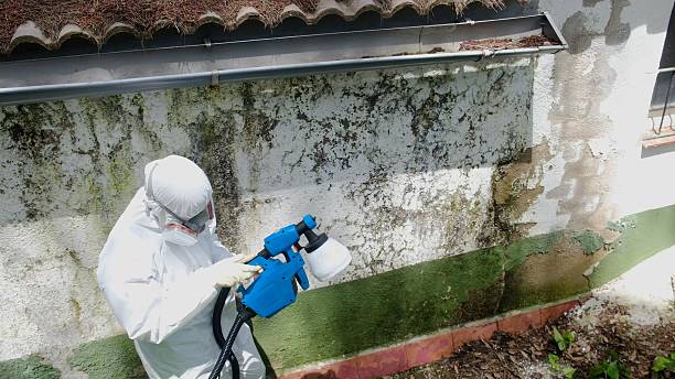 Top rated local Basement Mold Removal specialists in Christmas, FL